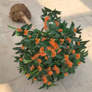 北方耐寒桂花树苗金桂嫁接矮化老桩盆栽四季常青开花耐寒植物室内