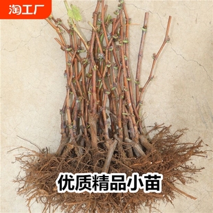 葡萄树苗蓝宝石葡萄苗阳光玫瑰小苗妮娜皇后盆栽地栽嫁接果树果苗