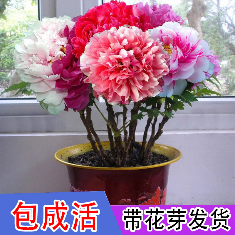 牡丹花树苗盆栽带花苞牡丹花苗