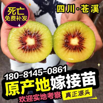 四川红心猕猴桃树果苗南方水大全