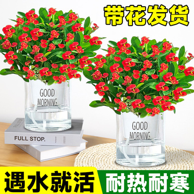 虎刺梅盆栽铁海棠绿植室内物花卉