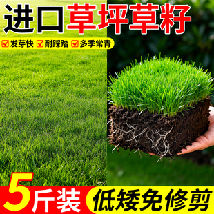 草坪草籽四季种子常青护坡固土绿化草矮生草皮地毯草马尼拉草地
