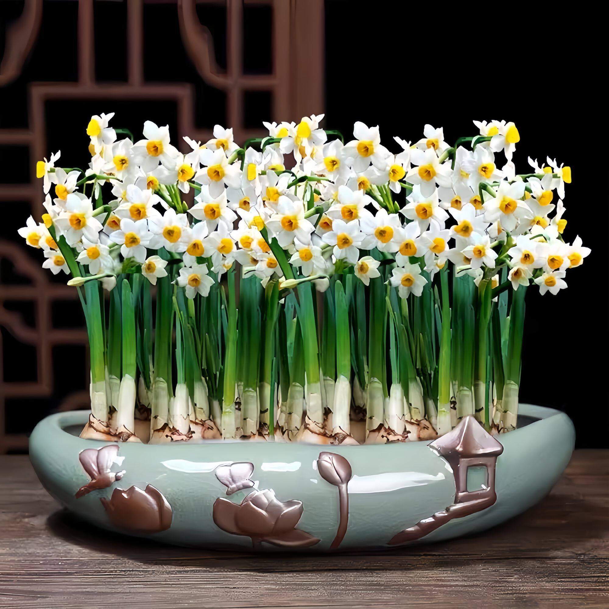 水仙花种球盆栽带花苞水培植物漳州水仙特大球种室内好养水养花卉,鲜花速递/花卉仿真/绿植园艺,水生植物,淘宝优惠券,粉丝福利购,淘宝优惠卷