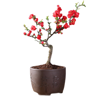 海棠花盆栽四季开花垂丝海棠