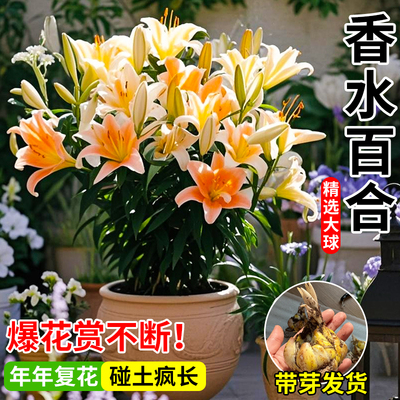 重瓣香水百合种球室内带花苞庭院