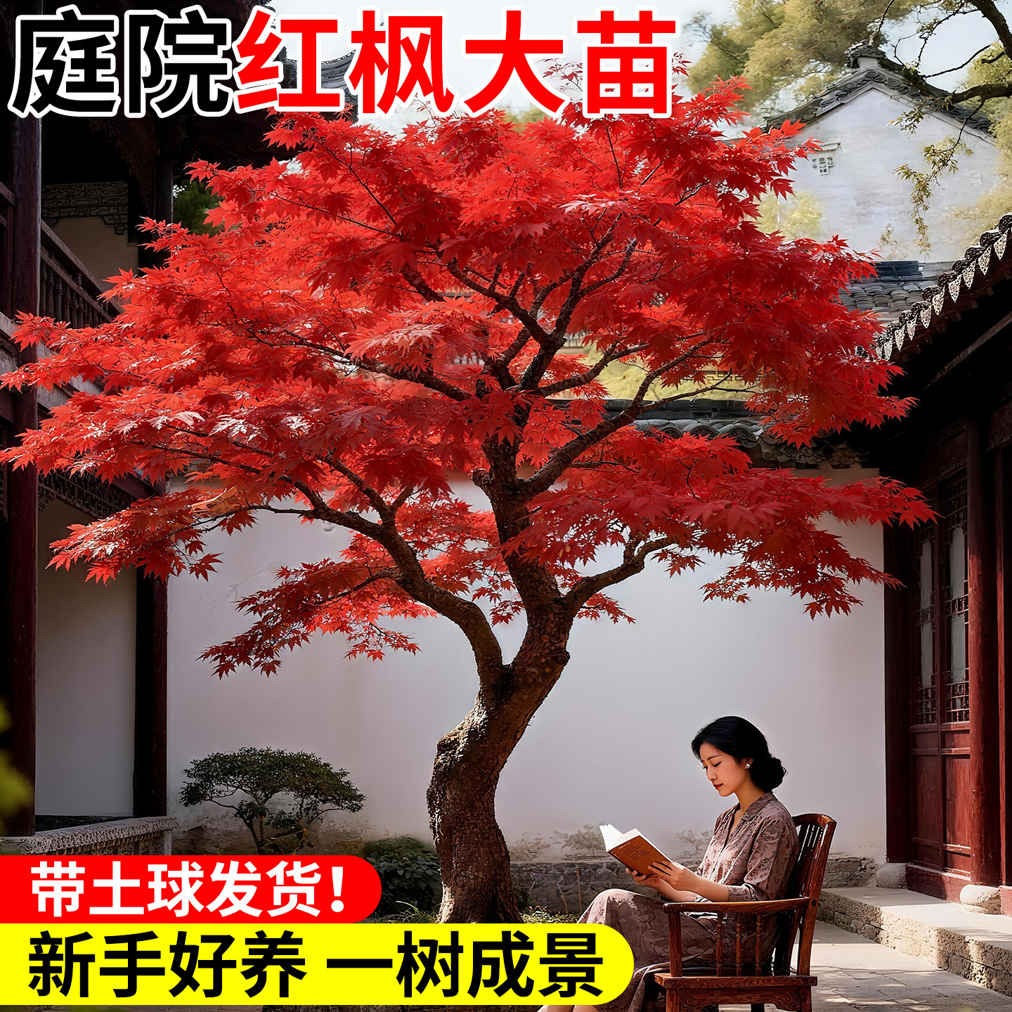 红枫树苗庭院大树四季红盆栽室外耐寒好养盆景老桩日本红枫植物