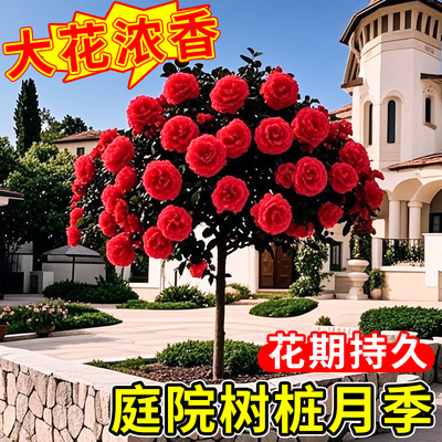 月季花苗老桩四季开花棒棒糖花卉