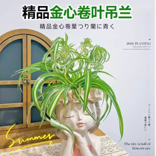金心卷叶吊兰法国女郎邦尼室内办公室桌面垂吊绿植物四季好养盆栽