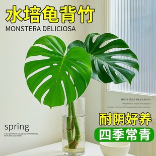 龟背竹水培植物室内四季好养盆栽办公室桌面耐阴绿植水养带根老桩
