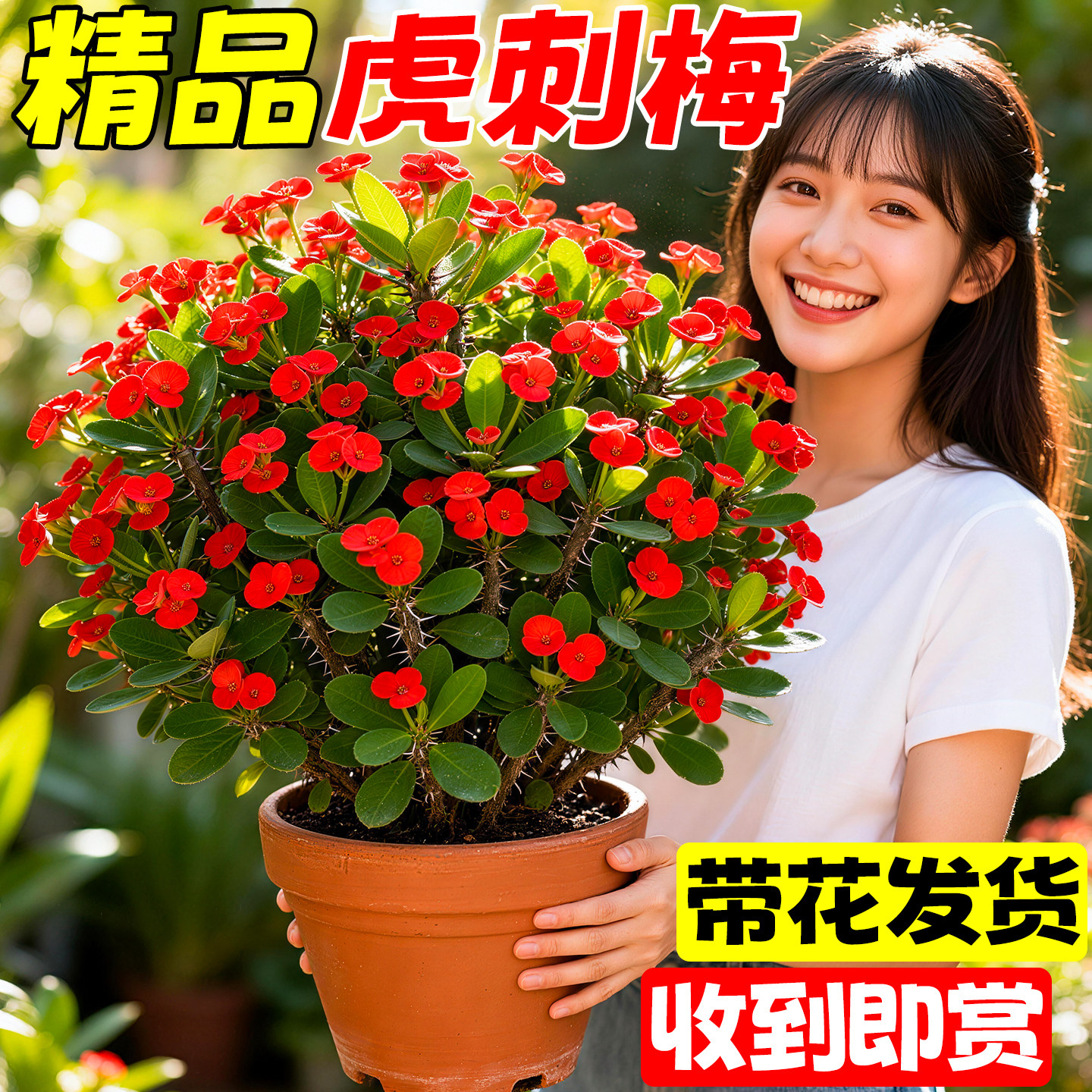 铁海棠虎刺梅盆栽大花室内四季大叶开花红色带花植物南方阳台绿植