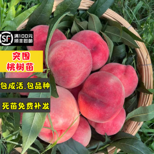 桃树果苗早熟水蜜桃突围桃树苗嫁接特大地栽果树盆栽南方北方种植
