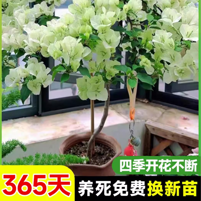 三角梅盆栽大苗带花苞发货精品漳