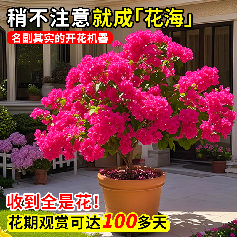 三角梅盆栽带花老桩四季开花