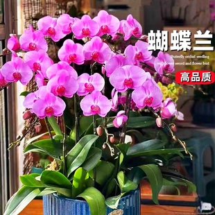 蝴蝶兰花苗盆栽带花剑文心兰带花苞大花苗室内四季开花绿植物客厅