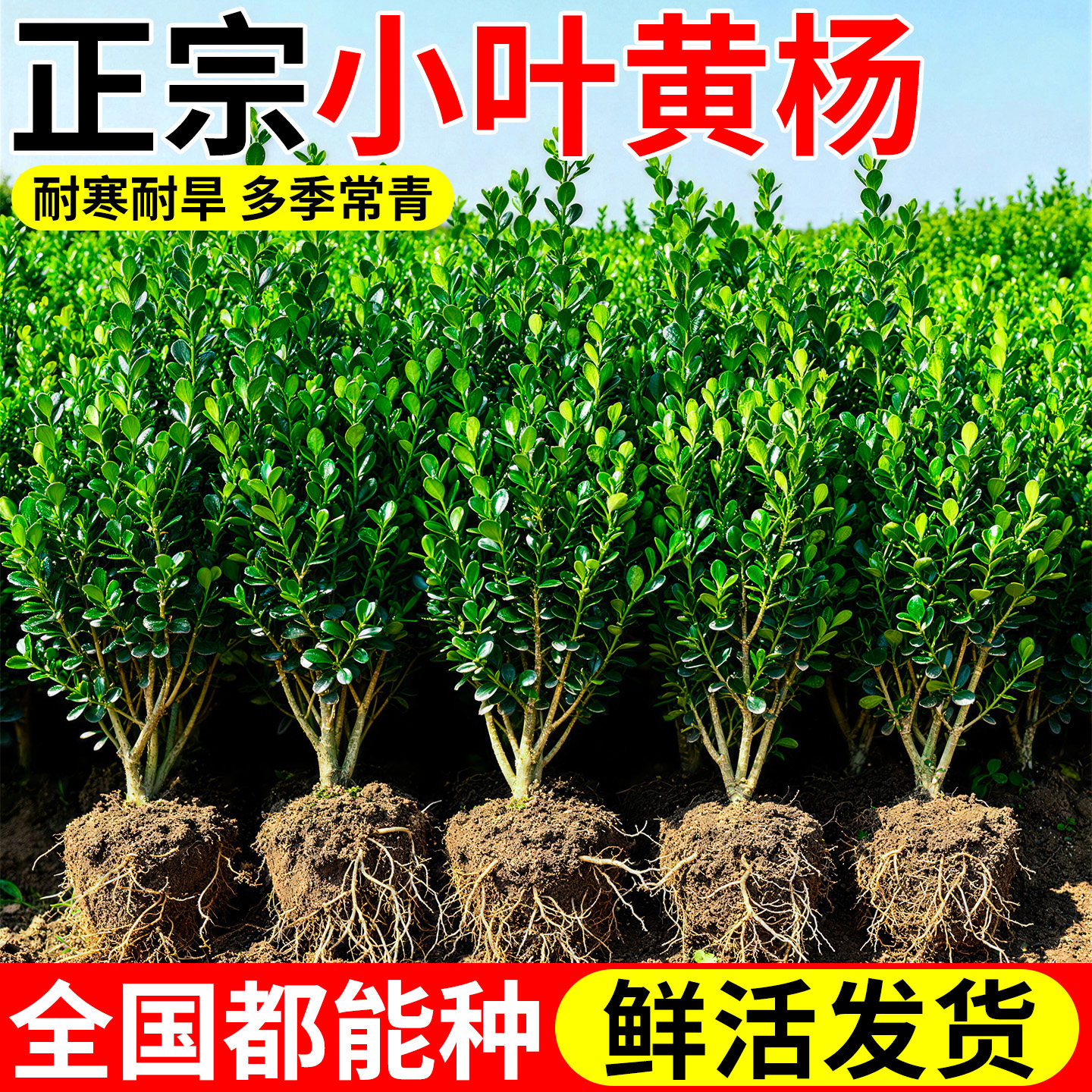 小叶黄杨树苗北海道冬青庭院绿化四季植物瓜子黄杨苗法国篱笆耐寒