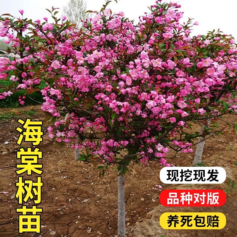 十大名贵树西府海棠树苗垂丝盆栽带花苞四季开花庭院植物名贵花卉