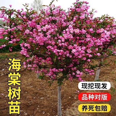 十大名贵树西府海棠树苗