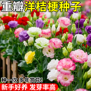 洋桔梗花种子四季室外开花播种易活花籽一年都开花适合冬天种的花