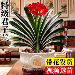 君子兰盆栽带花苞苗精品兰花客厅真花绿植室内年宵花卉盆栽好养
