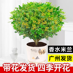 香水米兰花盆栽树苗带花苞花卉绿植室内客厅阳台驱蚊四季开花植物