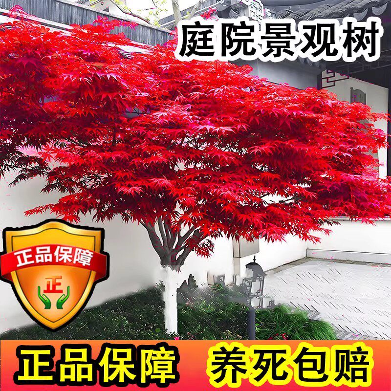 鸡爪槭树苗红枫树四季红庭院风景树红枫大树抗寒名贵花卉室外植物
