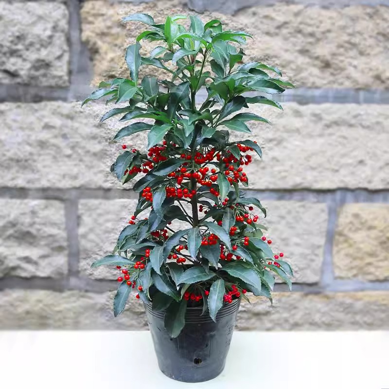 富贵籽盆栽带果黄金万两盆景植物摆件室内外