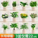 发财树盆栽绿萝箩桌面植物栀子花绿植花卉办公室内多肉水培好养活