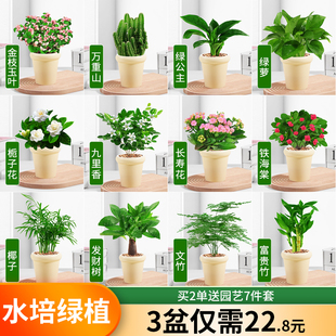 发财树盆栽绿萝箩桌面植物栀子花绿植花卉办公室内多肉水培好养活