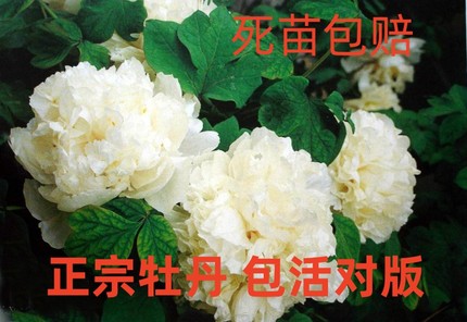 牡丹花苗正宗山东菏泽洛阳芍药鲜花大苗室外盆栽重瓣观赏树苗花卉