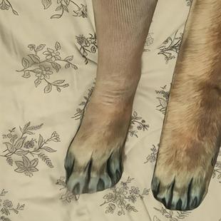 保暖小狗爪子棉袜狗爪袜子3D动物整蛊创意脚蹄猫爪狗爪立体仿真袜