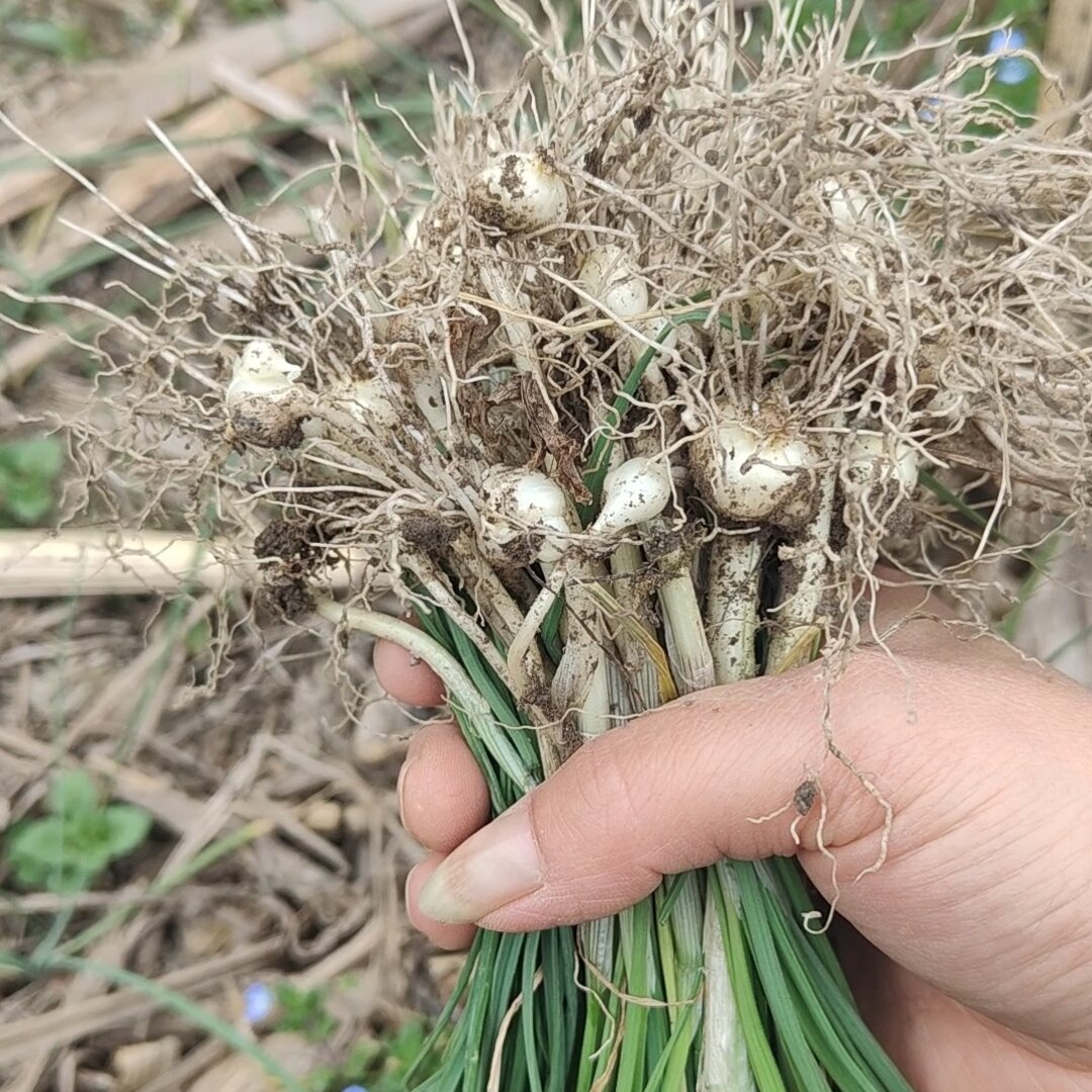 贵州自然生长新鲜野葱