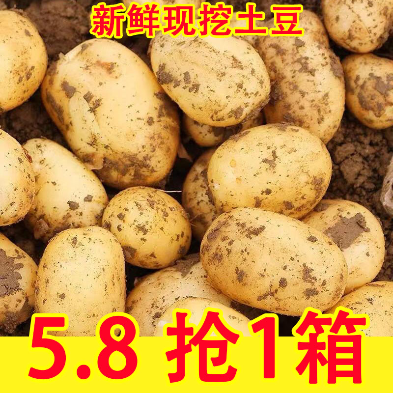 新鲜黄皮黄心土豆新鲜现挖马铃薯当季蔬菜农家土豆包邮