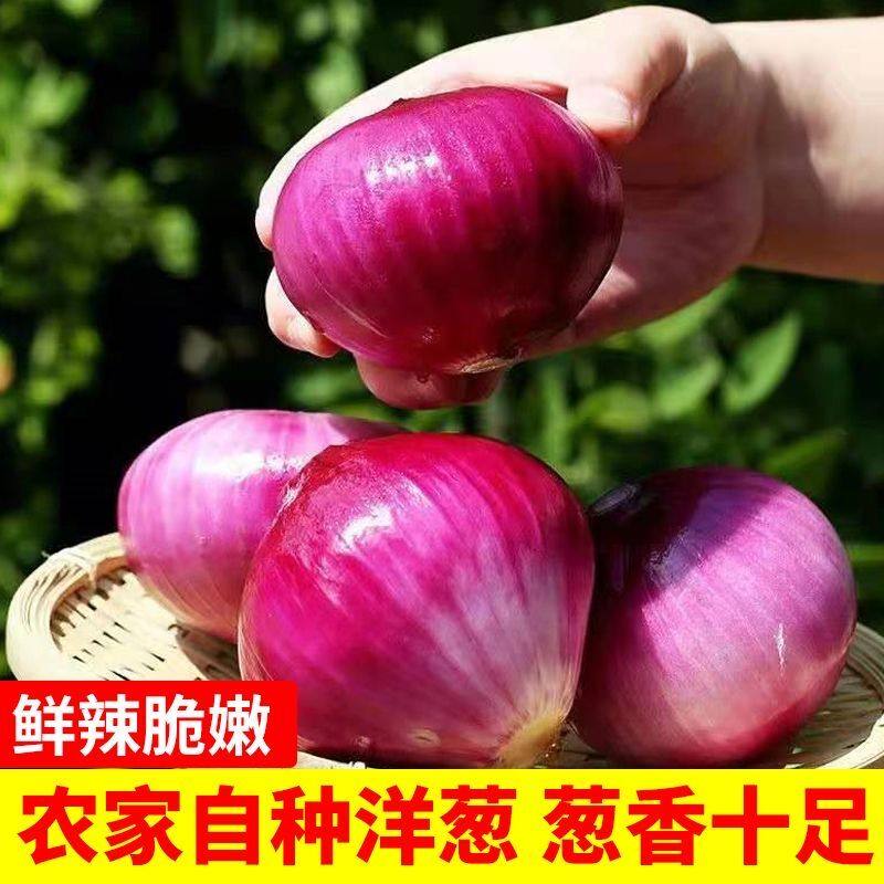 云南特级水果洋葱甜味生吃9斤紫皮圆葱头蔬菜新鲜农家整箱洋葱