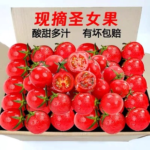 新鲜樱桃小番茄千禧果5斤小西红柿圣女果千禧小番茄新鲜水果