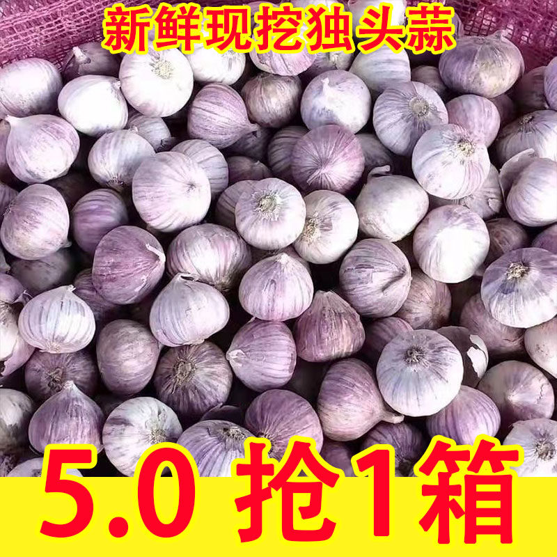 正宗紫皮独头蒜新鲜红皮大蒜头独蒜头现挖湿蒜农家新鲜湿蒜