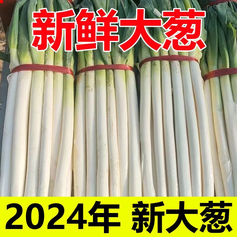 山东大葱新鲜9斤包邮当季蔬菜生吃蘸酱长甜葱非章丘铁杆大葱