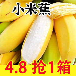 整箱 小香芭蕉苹果蕉自然熟当季 广西香蕉新鲜小米蕉9水果 包邮