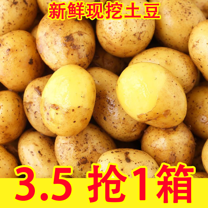 新鲜土豆洋芋黄皮黄心高山农家土豆包邮老品种马铃薯蔬菜