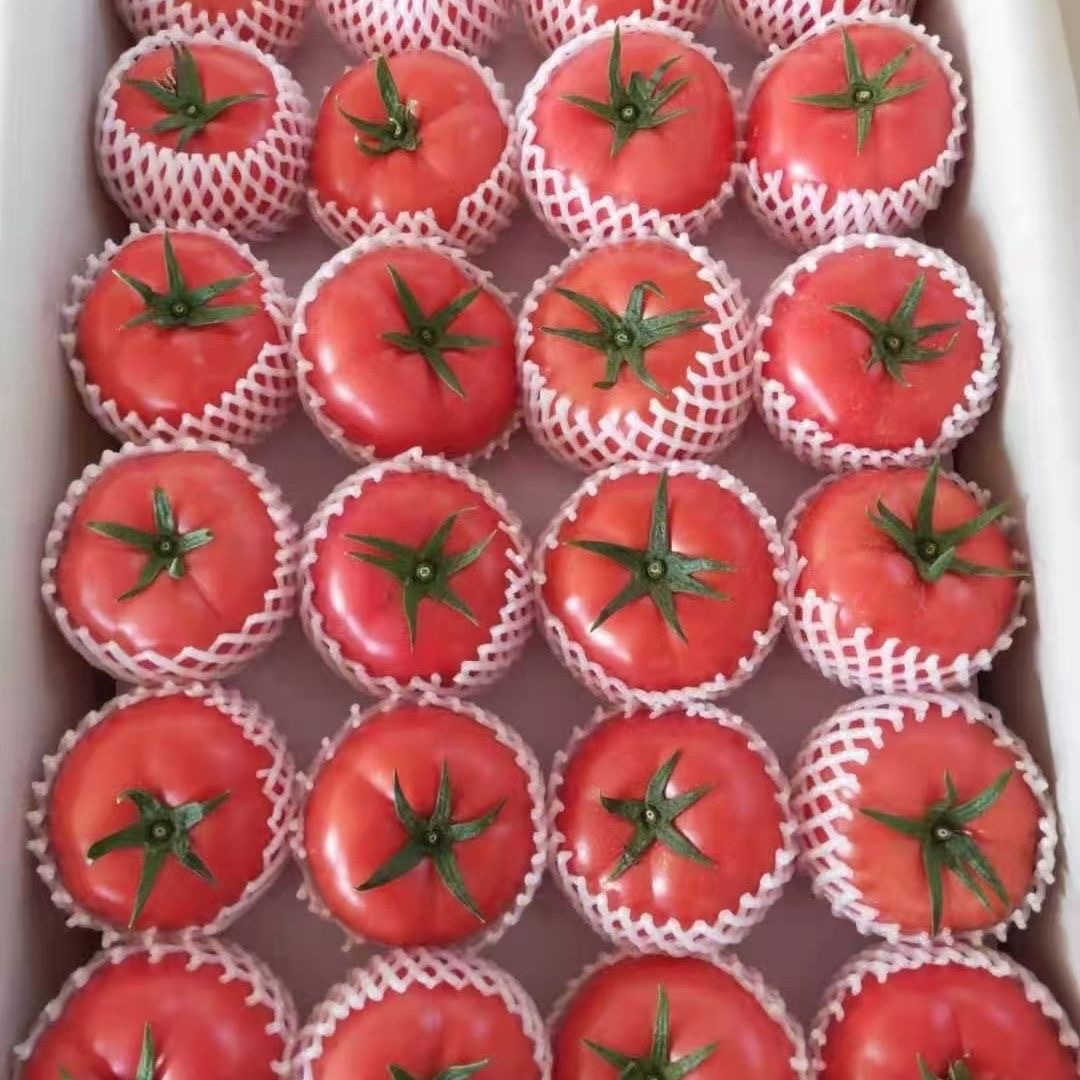 西红柿新鲜正宗普罗旺斯番茄自然熟沙瓤水果现摘生吃蔬菜农家自种