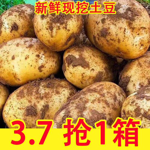 黄心土豆黄皮5/10斤蔬菜软糯香甜洋芋马铃薯现挖农家蔬菜