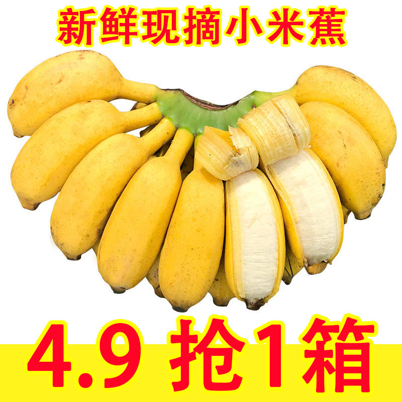 正宗广西小米蕉香蕉9斤新鲜水果整箱当季鲜苹果蕉自然熟粉蕉包邮