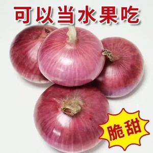 洋葱新鲜9斤甜味生吃紫皮红皮扁洋葱头圆葱河南当季新鲜现挖