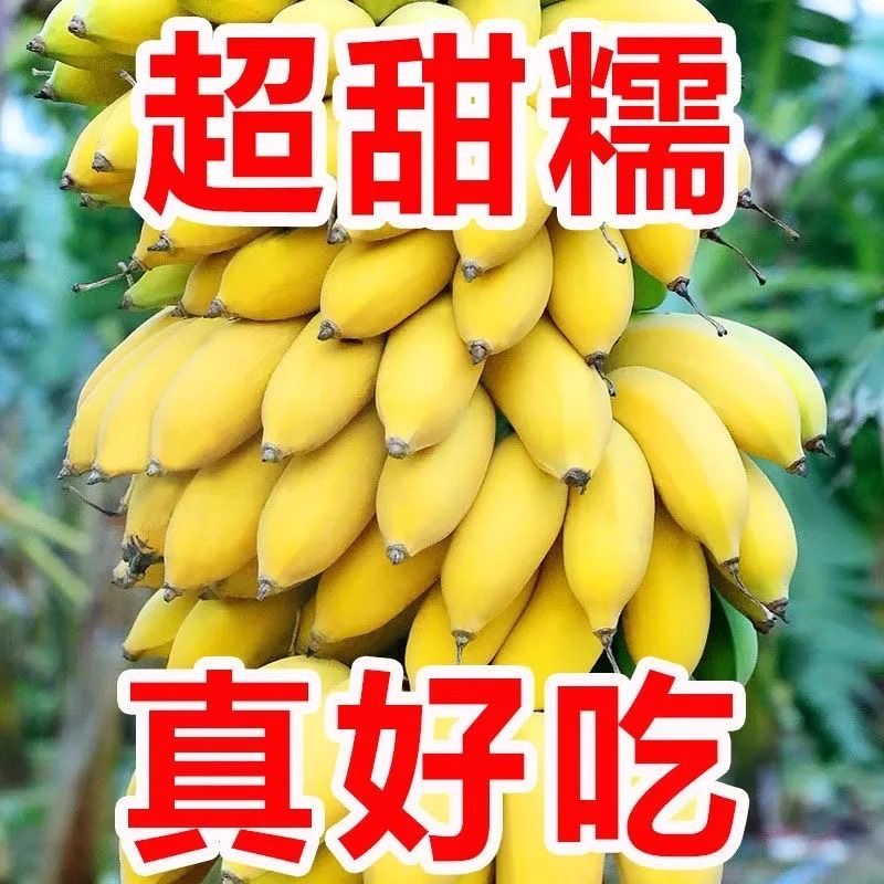 正宗广西小米蕉香蕉9斤新鲜水果整箱当季鲜苹果蕉自然熟粉蕉包邮