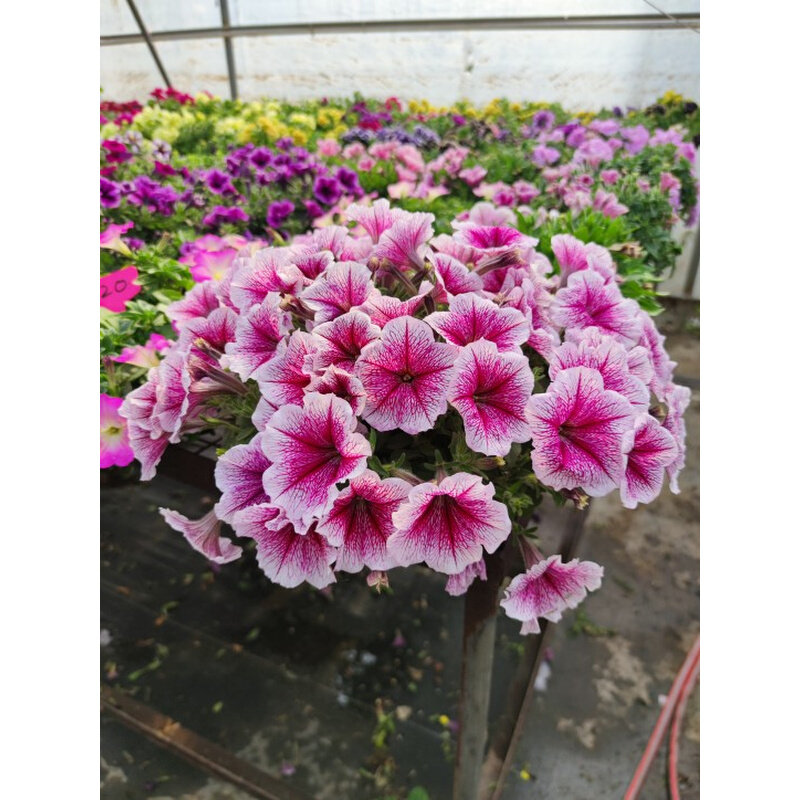 超级矮牛矮牵牛星空美声冰淡垂吊矮牛开花苗盆栽多色选满2盆包邮