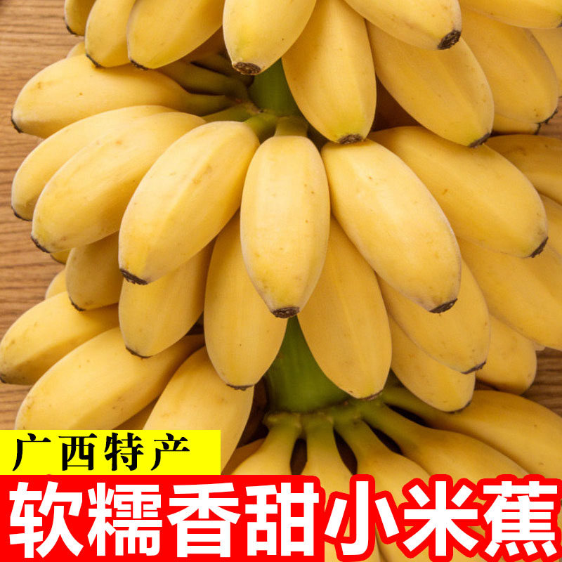 正宗广西小米蕉香蕉9斤新鲜水果整箱当季鲜苹果蕉自然熟粉蕉包邮