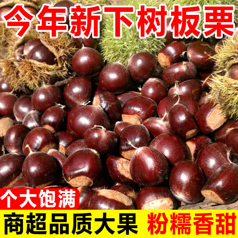 板栗生新鲜栗子正宗云南板栗子农家当季大油板栗小毛栗子锥栗