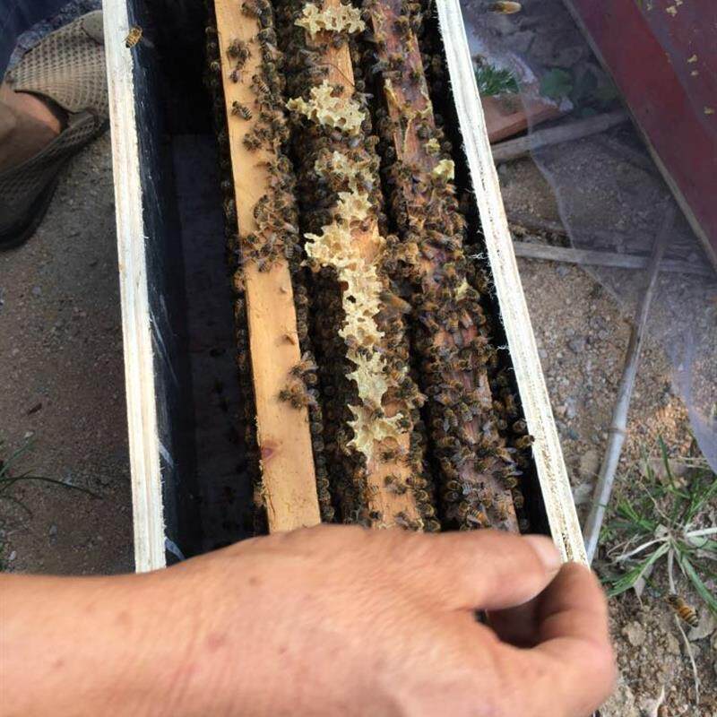 出售蜜蜂活体低价带箱意蜂蜂王蜂群包邮寄大仔脾巢脾三脾约六千蜂