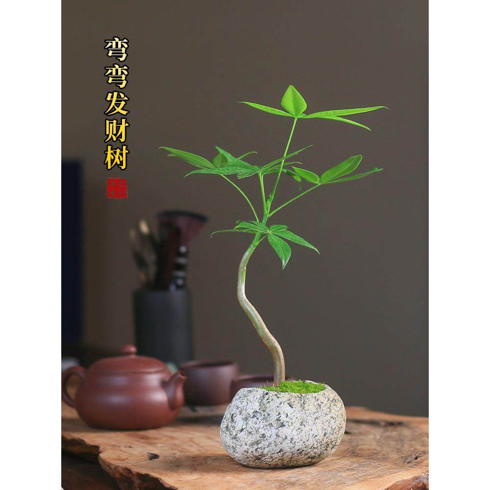 发财树石头盆栽创意迷你小造型绿植办公室桌面四季长青好养树摆件