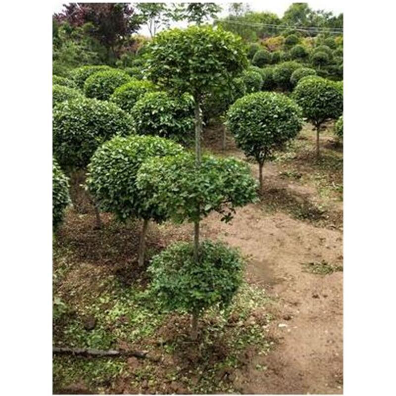 精品庭院植物造型小叶女贞树盆景苗庭院绿化苗木四季常青送肥料