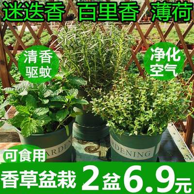 迷迭香植物盆栽绿植可食用香草欧芹西餐紫苏牛至罗勒香薄荷百里香